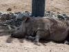 20090502 SanDiegoWildlifePark37.jpg